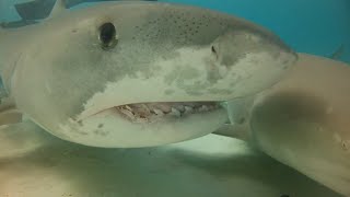 Tiger Shark Attacks Snorkeler [upl. by Pearla]