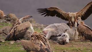 Griffon vulture chases away a golden jackal  Rhodopes Bulgaria [upl. by Danila]