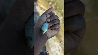 Amazing tilapia fish 🐠 I helped 1 fish go home 🏠 shorts fish animals shakibshakil10 [upl. by Sedgewick982]