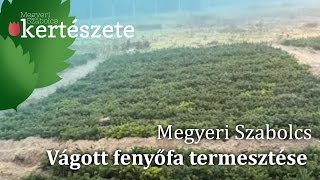 Vágott fenyőfa termesztése [upl. by Ydollem]