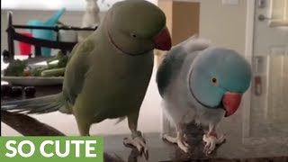 Parrot brothers adorably talk to each other [upl. by Sobmalarah]