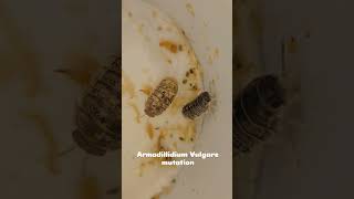 Armadillidium Vulgare mutation [upl. by Yahsan]