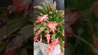 № 7 자몽 오렌지색 가재발선인장 게발선인장 christmascactus cactus zygocactus 베토벤소나타 월광소나타 JoannaTV shorts [upl. by Schurman]