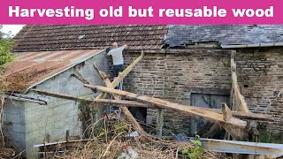 Harvesting old but reusable wood at the French farm house renovation [upl. by Barfuss]