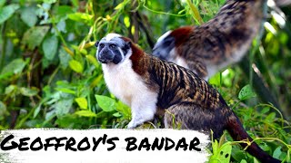 Geoffroy tamarin  jungle ki zindagi [upl. by Condon]