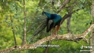 Evolution of Courtship Displays in Birds [upl. by Dee Dee]