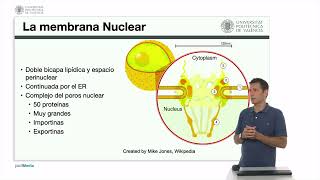 La membrana nuclear El contenido del núcleo  1760  UPV [upl. by Burhans673]