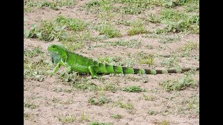 Lizards of Dubulay Ranch Guyana [upl. by Reyem28]