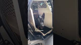 Police Dog Wont Stop Smiling Once Dad Mentions quotWorkquot  The Dodo [upl. by Eibor]