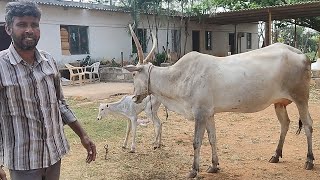 Basthi venkateshs hallikar cow gave birth to a beautiful female calf today morning [upl. by Emirej]