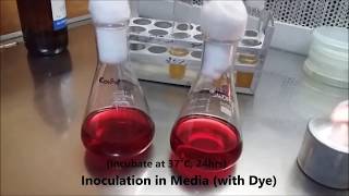 Bioremediation of Textile Dye School of Life amp Basic Sciences  JNU [upl. by Anayd]