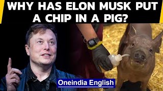 Elon Musks Neuralink puts chip in pigs brain to achieve this  Oneindia News [upl. by Aynna]