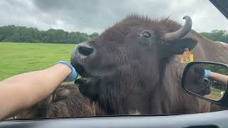 Lazy 5 ranch visit  Hand feeding animals desi usmankivideos [upl. by Eybbob]