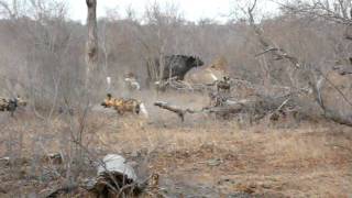 Wild dog killing a buffalo calf  Rockfig safari lodge [upl. by Asiruam]