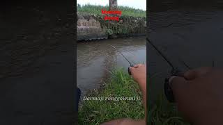 Mancing Uceng Micro Fishing Dobel Strike shorts microfishing uceng [upl. by Trimmer]