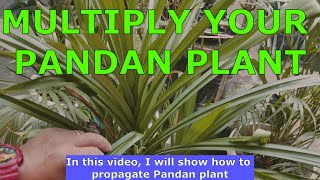 Pandan Propagation Tips [upl. by Marchelle]