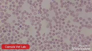 Routine check of blood smear Camula Vet Lab [upl. by Adlin]