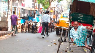 Around Sudder Street  Calcutta  14 March 2023 [upl. by Engamrahc502]