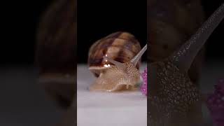 quotSecret Lives of Garden Snails Fascinating Facts and Behaviorsquot [upl. by Amiel]