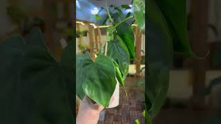 philodendron scandens green انتاج محمية صديق البيئة [upl. by Eseekram]