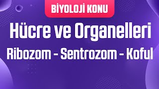 Hücre ve Organelleri  Ribozom  Sentrozom  Koful [upl. by Ylrebmyk]