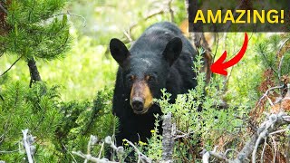 OMG Black Bears on the side of the road in Yellowstone National Park [upl. by Anyel364]