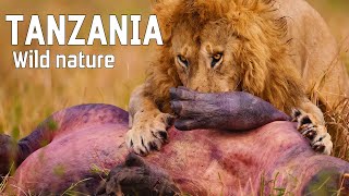 WILD TANZANIA  Ruthless nature and ancient tribes [upl. by Olathe]