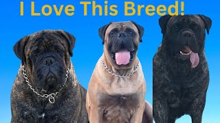 BullMastiffs Bullmastiffs BullMastiffs [upl. by Ainex]