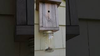 A Satisfying Way To Get Rid Of Carpenter Bees [upl. by Llyrad]