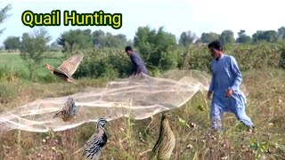 quail bird hunting with net  batair ka shikar2024 easy quail bird hunting trip very munda [upl. by Nyrraf193]