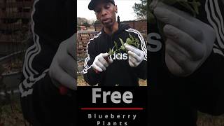 Free blueberry plants garden gardening shorts [upl. by Aisanat819]