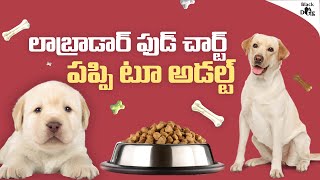 లాబ్రాడార్ డైట్ ప్లాన్ తెలుగు  labrador food plan 1 month to 1year [upl. by Ileana]