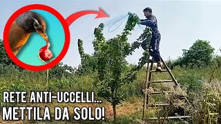 Proteggere gli alberi da frutto con la rete antiuccelli è semplicissimo [upl. by Manno]