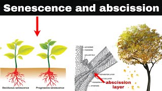 senescence and abscission in plants [upl. by Lletnwahs]