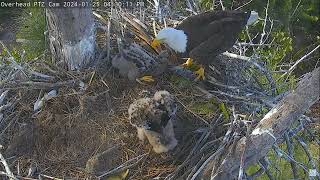 Captiva Eagle Cam 25012024 1617 [upl. by Ainavi]