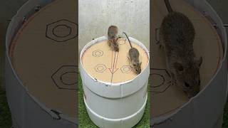 Tips mouse trapmouse trap at home rattrap mouse [upl. by Oralie]