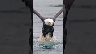 diesel ytshorts eagles predator prey fish viralshorts india catching photography [upl. by Sergent]