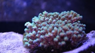 Easy Coral to Frag with Epoxy [upl. by Candless]