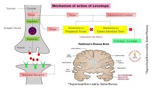 Parkinsons Disease  Mechanism of Action of Levodopa and Carbidopa  Parkinsonism  Levodopa [upl. by Tarrah]