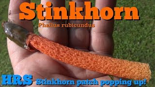 Stinkhorn  Phallus rubicundus  Do you have this popping up in your yard 2018 [upl. by Maryjane]