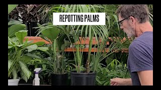 How to Repot a Kentia Palm [upl. by Rudolf]