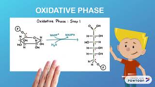 PENTOSE PHOSPHATE PATHWAY [upl. by Wasserman]