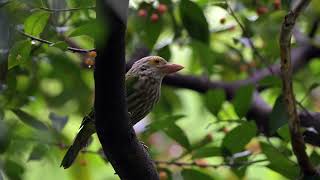 Lineated Barbet at Singapore Botanic Gardens OCt 20 2024 [upl. by Seda323]