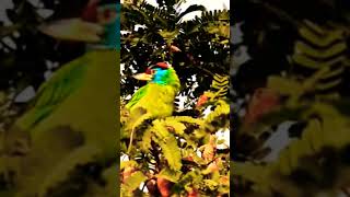 Bluethroated barbet natureworlds shortsvideo [upl. by Oiratnom943]