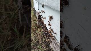 Honeybee Evening Commute honeybees beekeeping savethebees [upl. by Atsirhcal]