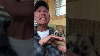 Hilariously Angry Chihuahua LOATHES Getting Pets [upl. by Ballinger454]