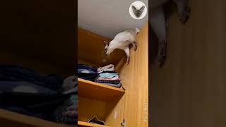 Cleaning the house is cat play time 😂😊😂 cat in wardrobe  oriental cat  cat family 😂 catlover [upl. by Meece]