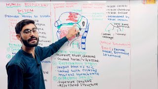 Respiratory System Anatomy of Nose❤️👍 [upl. by Nibaj]