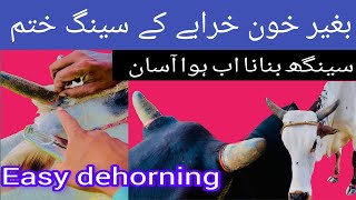 Easy dehorning  Large animal dehorning  seeng khtam krny ka tariqa  apply ring on horns  Horns [upl. by Dov]