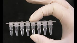 PCR optimization  PCR technique [upl. by Adnolay135]